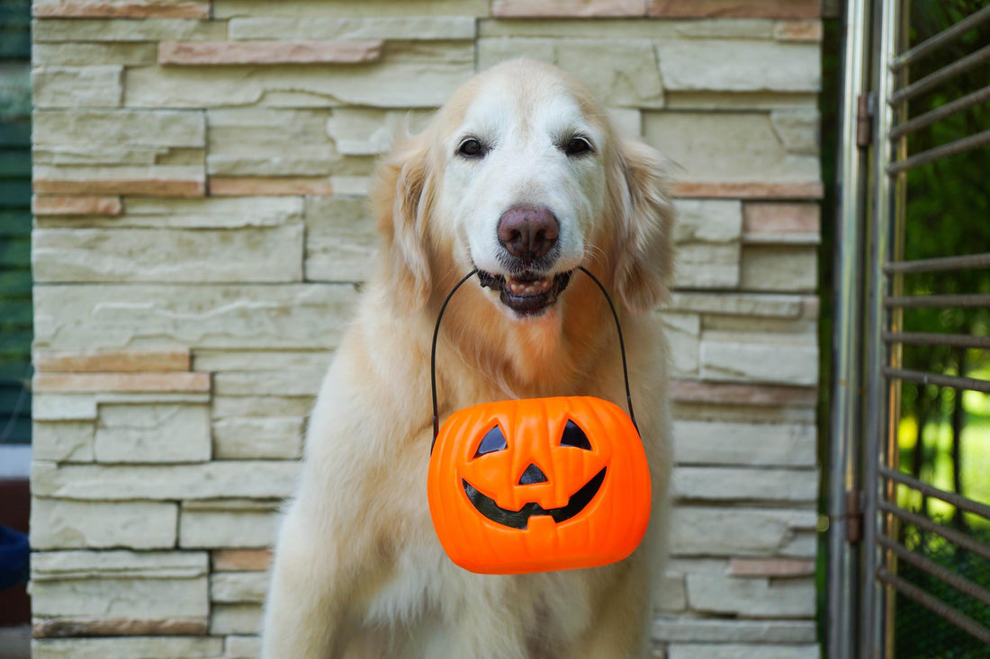 Keep Your Furry Friends Safe this Halloween