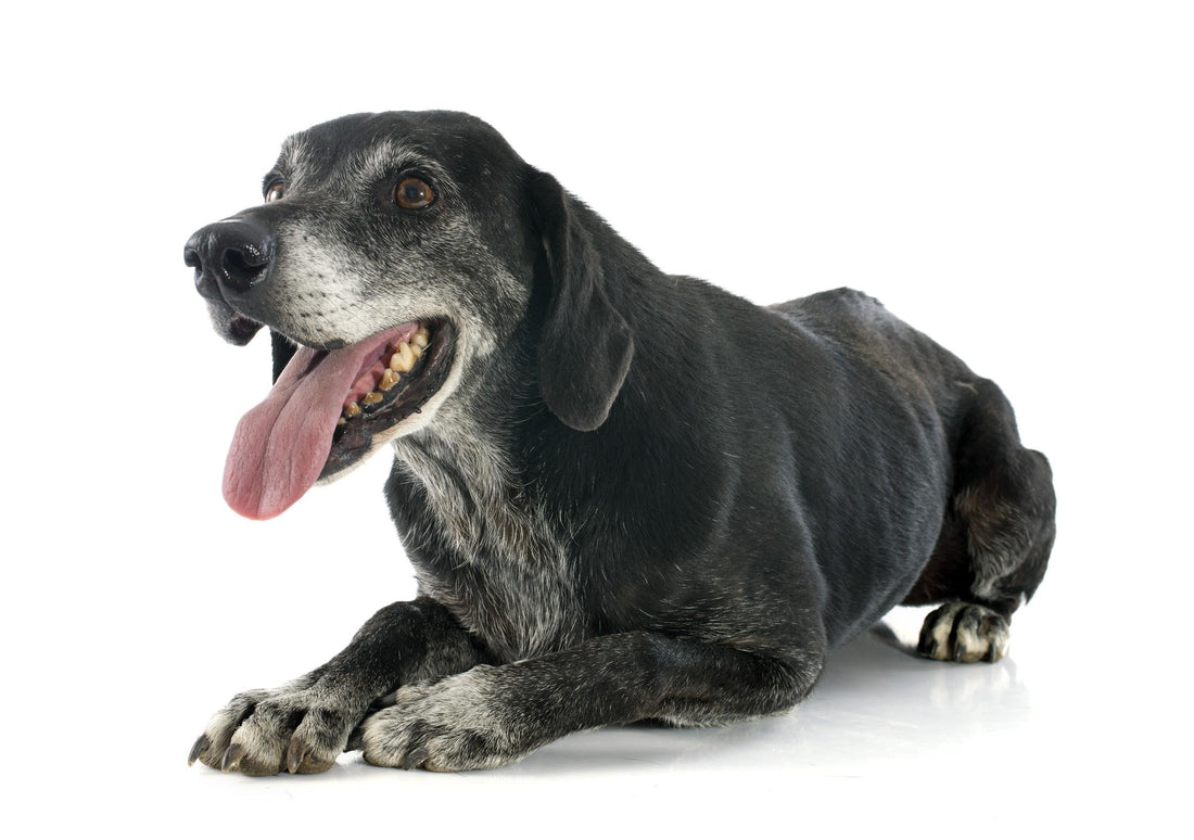 Consider Adopting a Less Adoptable Pet