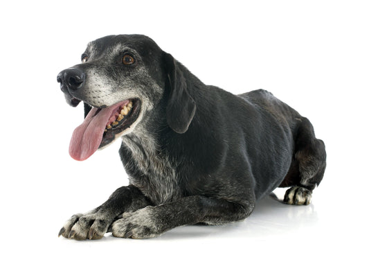 Consider Adopting a Less Adoptable Pet