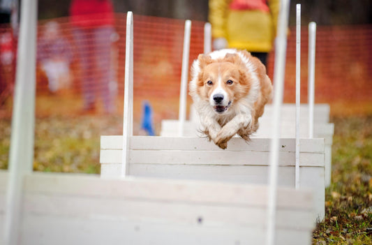 Dog Sports
