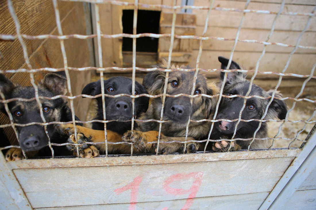 Lucky Animals Get Adopted