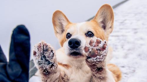 Protecting Paws During the Winter Months