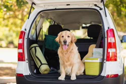 Hale Pet Door Road Trip Tips