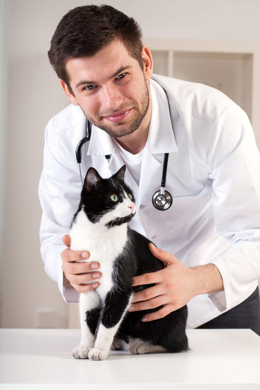 Focus on Your Feline During National Cat Health Month