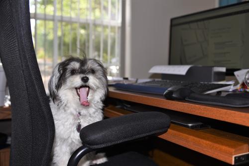 Why Taking Your Dog to Work is Awesome