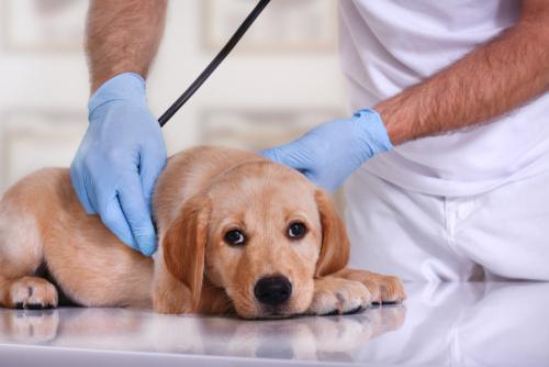 Signs You Shouldn’t Ignore – When You Should Go to the Vet