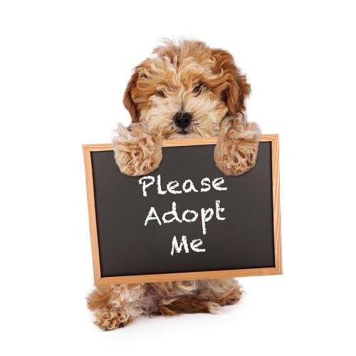 October is Adopt-a-Shelter Dog Month