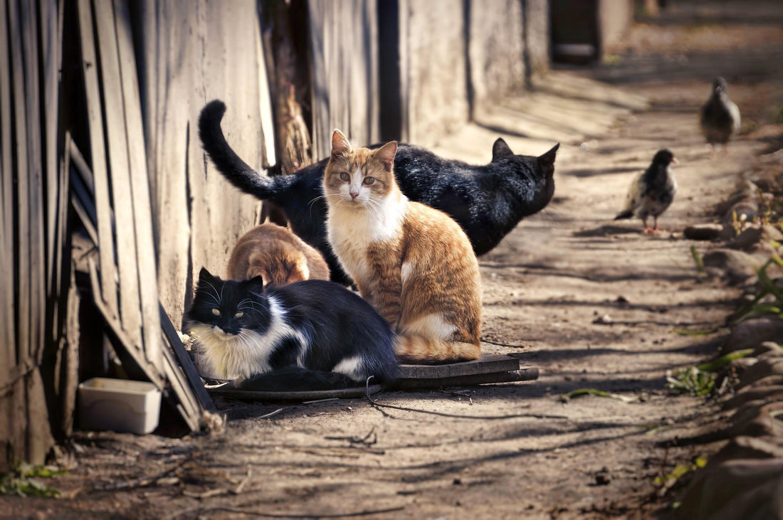 Community Cats Need Our Help