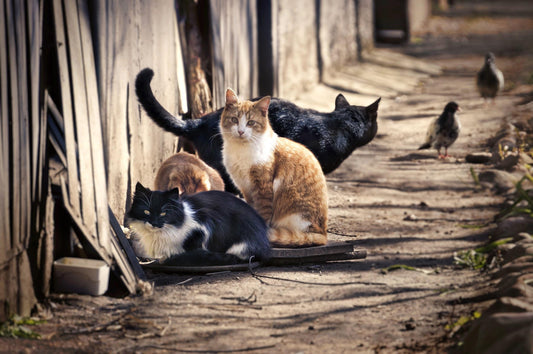 Community Cats Need Our Help