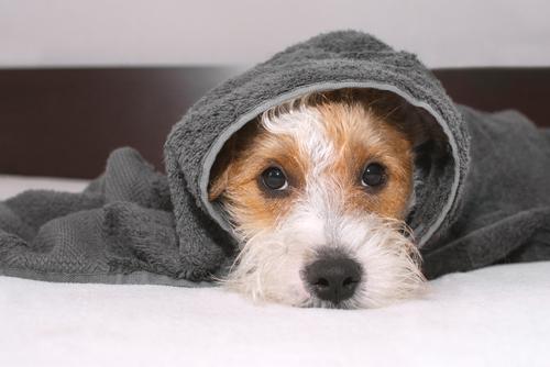 Which Bedding Products Can You Donate to an Animal Shelter?