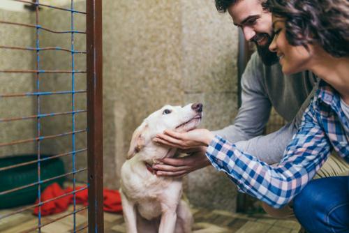 Pick the Perfect Pet During Adopt a Shelter Dog Month
