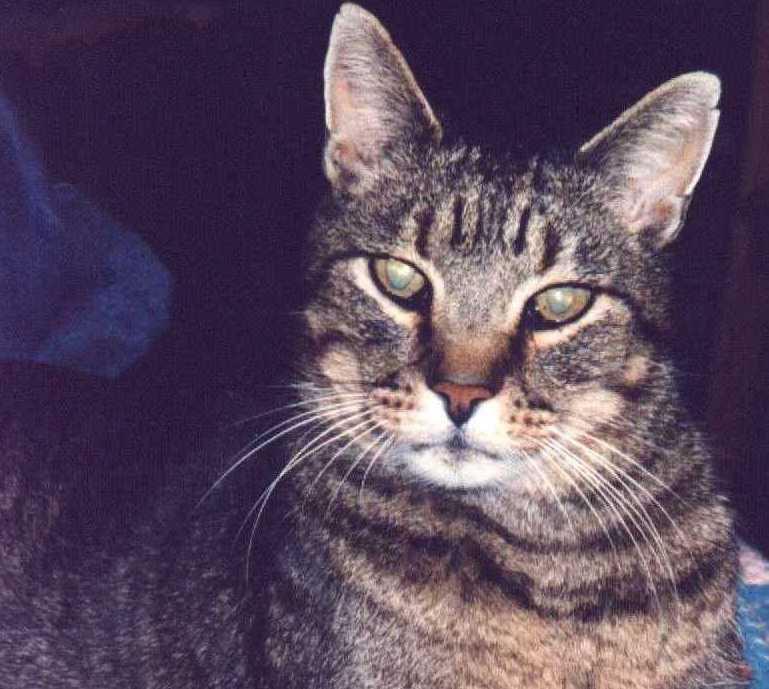 June is Adopt-A-Shelter Cat Month – My Stories