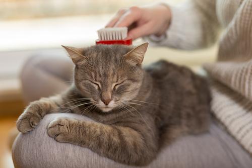 Tips for Grooming Your Cat at Home