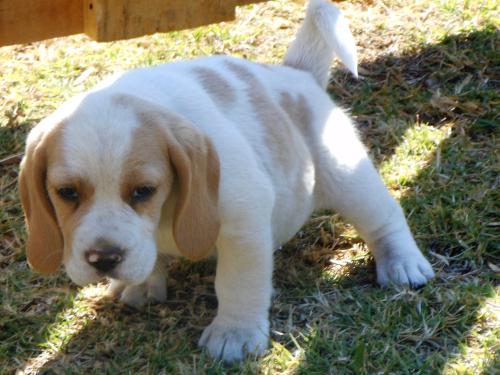 House Training Your New Puppy