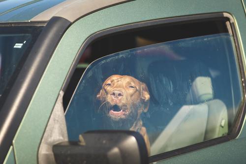 Important Things You Need to Know Before Leaving Your Dog in a Hot Car