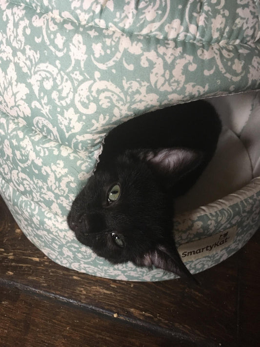 Black Cat Appreciation Day