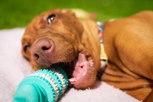 February is Pet Dental Hygiene Month