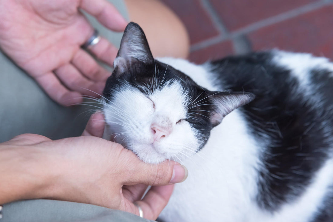 Happiness is Vital to Your Cat’s Health