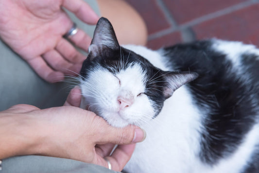 Happiness is Vital to Your Cat’s Health