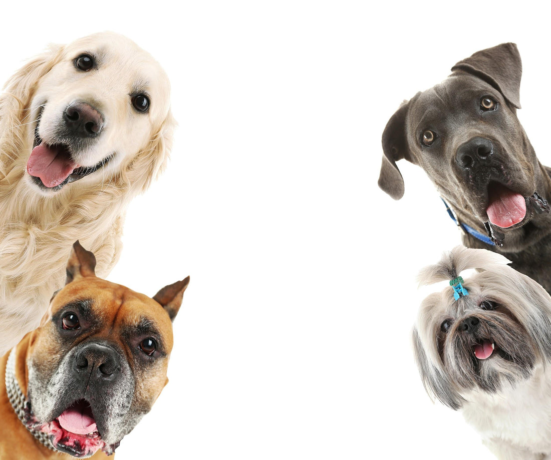 Responsible Animal Guardian Month