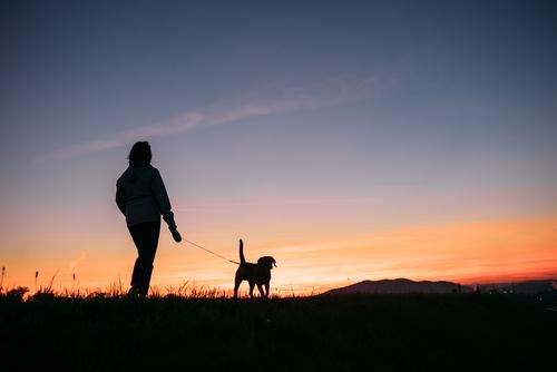 How to Keep Your Dog Cool in the Summer Heat