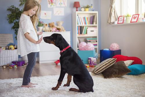 How to Keep Your Dog Entertained Indoors During Bad Weather