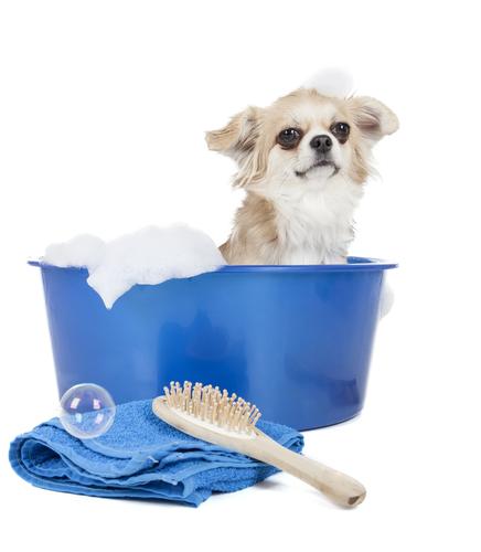 How to Care For Your Dog’s Coat Naturally