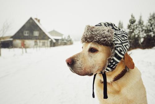 Winter Safety Tips for your Dogs