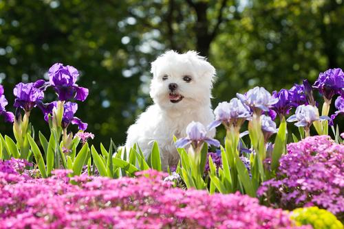 Creating a Pet-Safe Garden This Summer