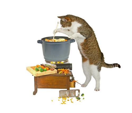 Should You Make Your Own Cat Food?