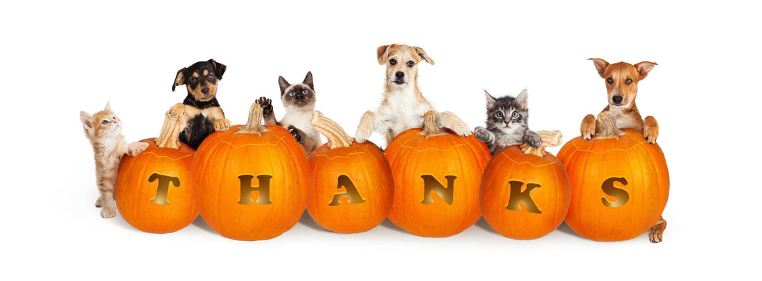 Healthy Thanksgiving Treats for Pets