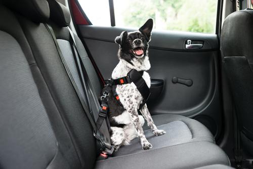 Traveling with your Dog