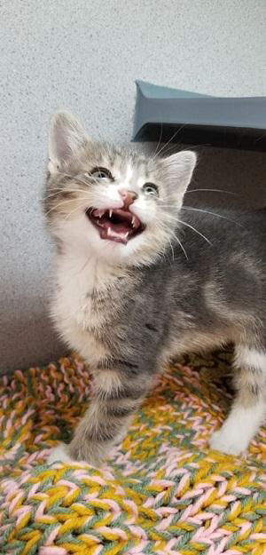 Celebrate National Craft for Your Local Shelter on July 21st