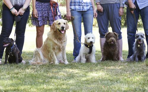 January is National Train Your Dog Month