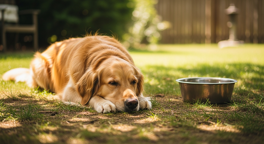 Pet Safety in Hot Weather | Hale Pet Door