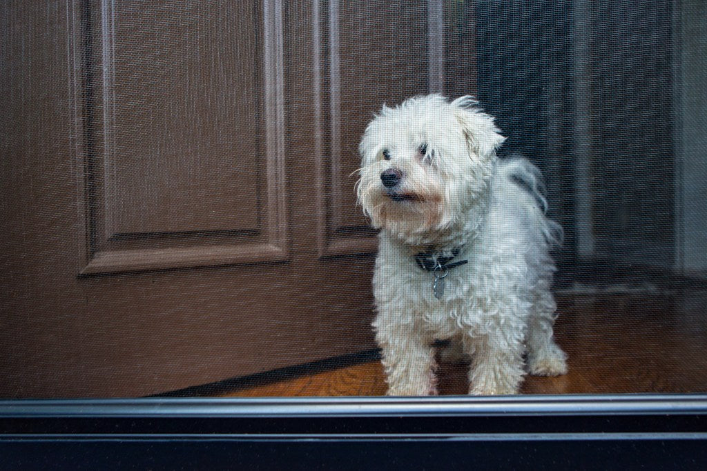 Yes, There Is a Dog Door for Screen Doors