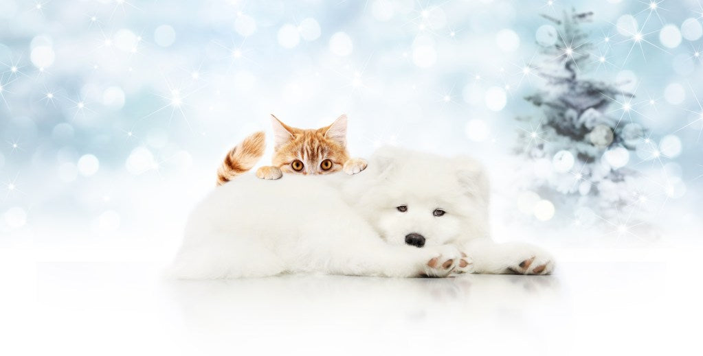Warmest Wishes to Everyone from Hale Pet Door