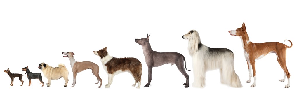 How to Pick the Best Dog Door Online