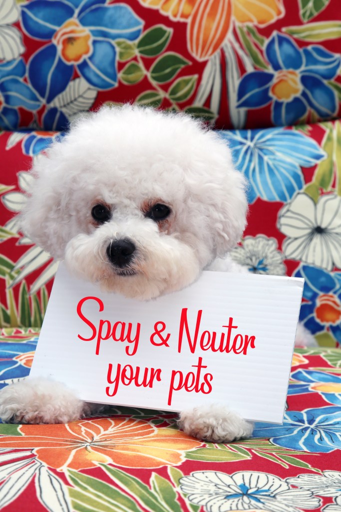 Tips to Keep Your Pets Happy and Healthy