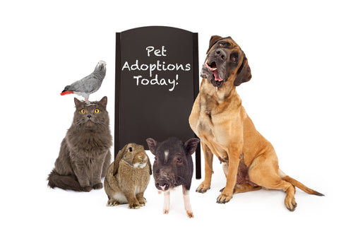 Help Lucky Animals Find a New Home