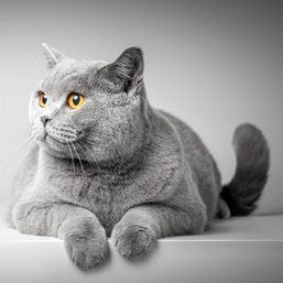 Tips to Keep Your Cat Healthy and Happy Throughout Their Lifetime