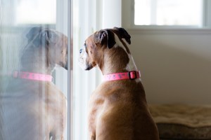 Is There a Sliding Door Dog Door?