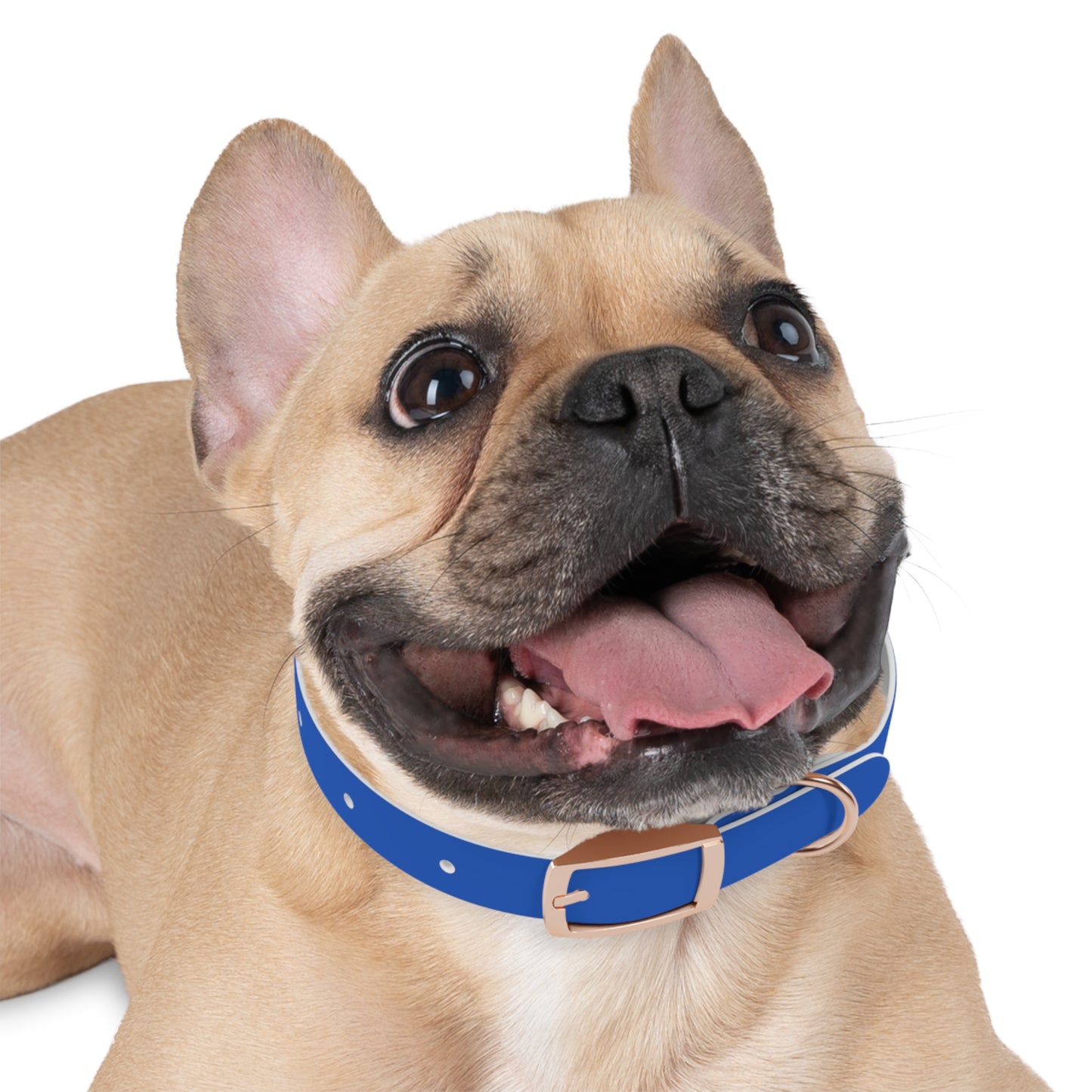 Stylish Pet Collar