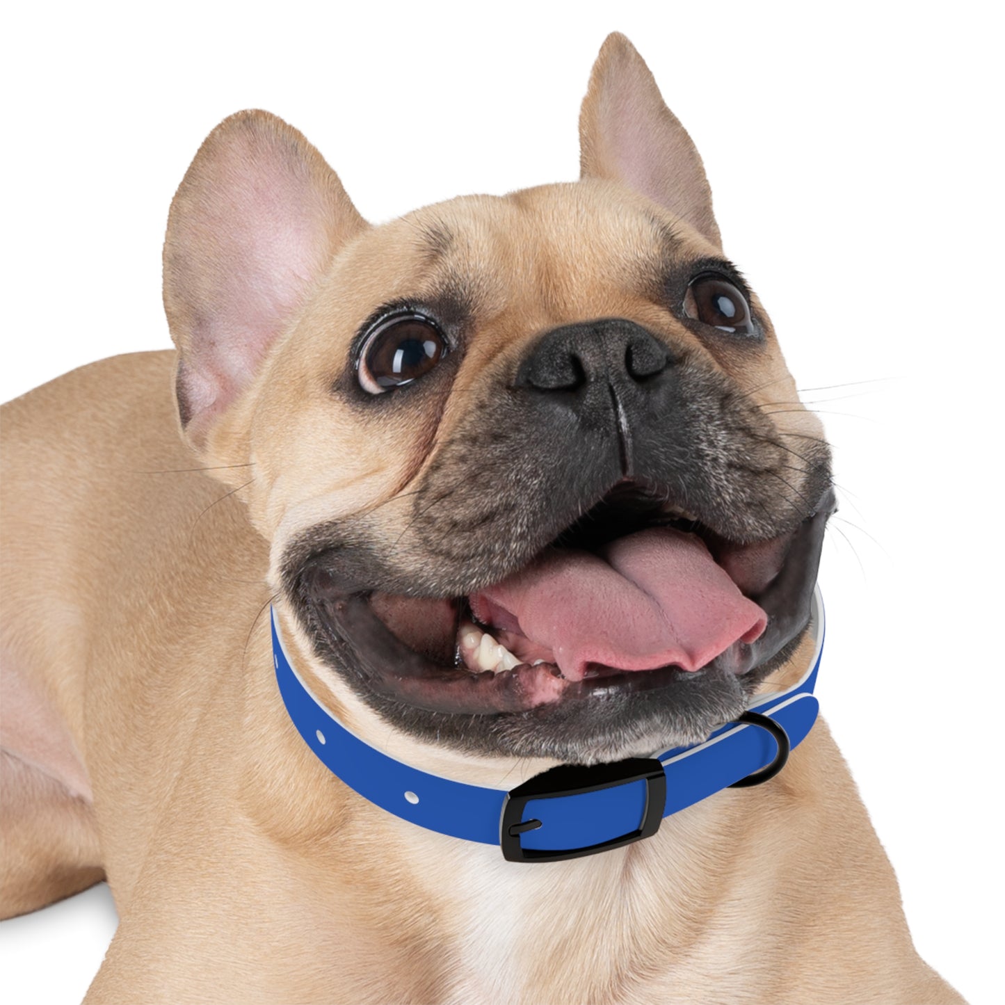 Stylish Pet Collar